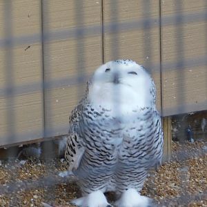 Snowy Owl- World Bird Sanctuary February 2022