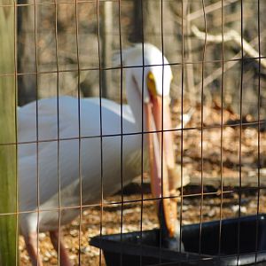 White Pelican- World Bird Sanctuary February 2022
