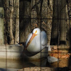 White Pelican- World Bird Sanctuary February 2022