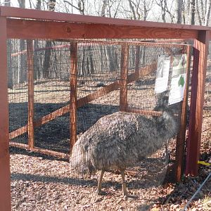 Emu- World Bird Sanctuary February 2022