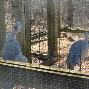 Sandhill Crane- World Bird Sanctuary February 2022