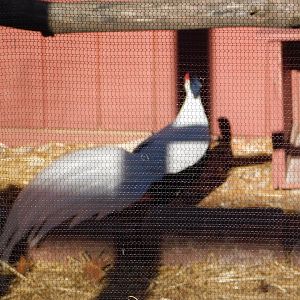 Silver Pheasant- World Bird Sanctuary February 2022