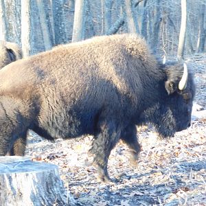 American Bison - Lone Elk County Park February 2022