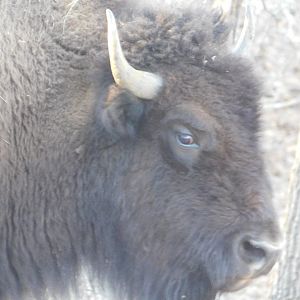 American Bison - Lone Elk County Park February 2022