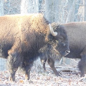 American Bison - Lone Elk County Park February 2022