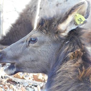 American Elk - Lone Elk County Park February 2022