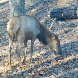 American Elk - Lone Elk County Park February 2022
