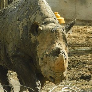 River’s Edge- Black Rhinoceros- March 4, 2022