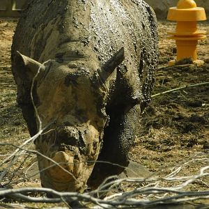 River’s Edge- Black Rhinoceros- March 4, 2022