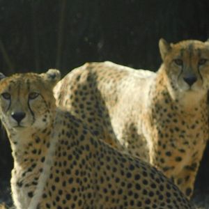 River’s Edge- Cheetah- January 9, 2022