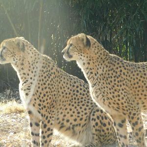 River’s Edge- Cheetah- January 9, 2022