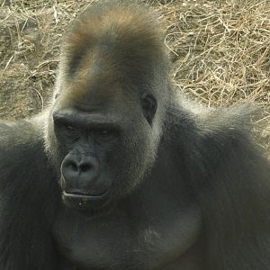 The Wilds- Western Lowland Gorilla - March 4, 2022