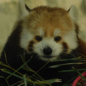 The Wilds- Red Panda - March 4, 2022
