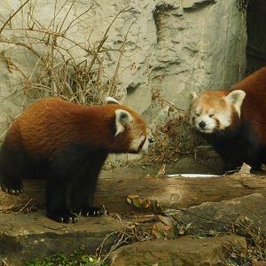 The Wilds- Red Panda - March 4, 2022
