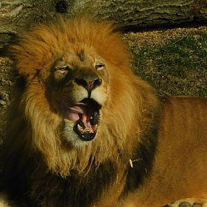 Red Rocks- African Lion- March 4, 2022