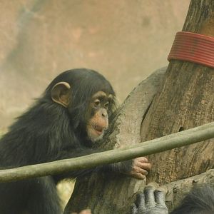 The Wilds- Baby Raven- March 4, 2022