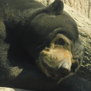 River’s Edge- Sun Bear- March 4, 2022
