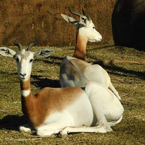 Red Rocks- Dama Gazelle - March 1, 2022