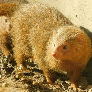 River’s Edge- Dwarf Mongoose - March 1, 2022