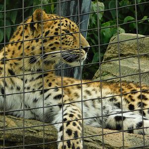 Red Rocks- Amur Leopard - October 6, 2021
