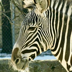 Red Rocks- Grevy’s Zebra - February 27, 2022