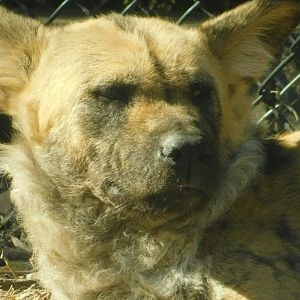 River’s Edge- African Painted Dog - March 1, 2022