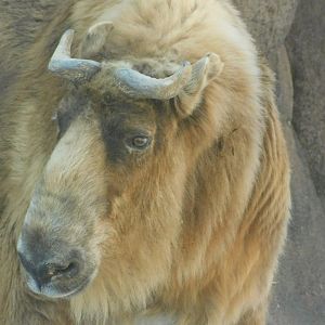 Red Rocks- Takin - February 27, 2022