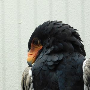 Bird House- Bataleur Eagle - January 29, 2022