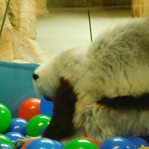 Primate House- Sifaka Enrichment - January 29, 2022