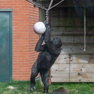 Gorilla getting food out of a hanging ball.
