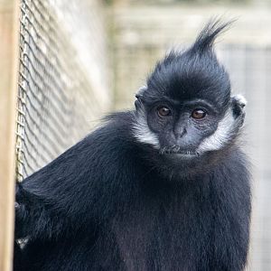 Francois' Langur