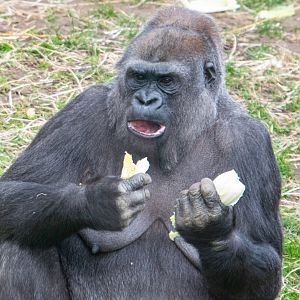 Ozala - Western Lowland Gorilla
