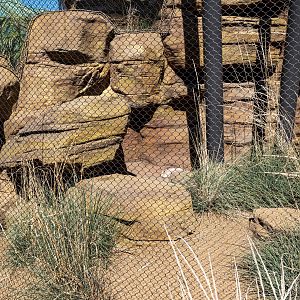 Fennec Fox Habitat