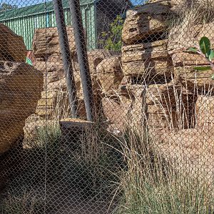 Fennec Fox Habitat