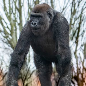 Lope - Western Lowland Gorilla