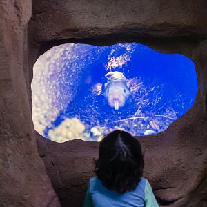 Naked Mole Rat Live Camera