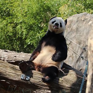 Asia Trail - Giant Panda - Tian Tian