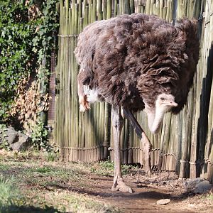 Cheetah Conservation Station - Ostrich - Linda