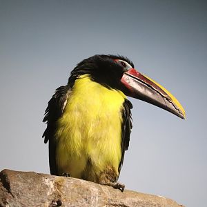 Small Mammal House - Green Aracari