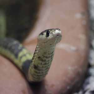 Reptile Discovery Center - Snouted Cobra