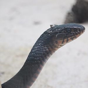 Reptile Discovery Center - Eastern Indigo Snake