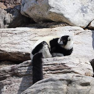 Lemur Island - Black-and-White Ruffed Lemur