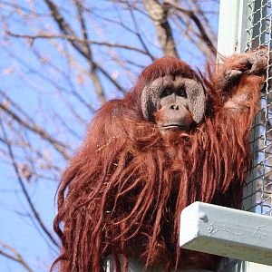 Great Ape House - Orangutan - Kiko