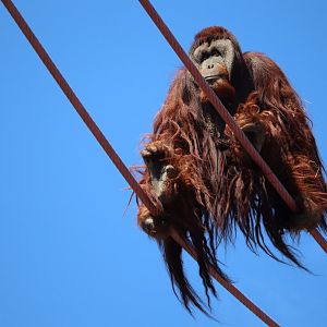 Great Ape House - Orangutan - Kiko Travelling the O-Line