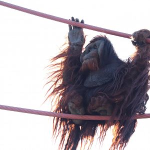 Think Tank - Orangutan - Kiko Travelling the O-Line