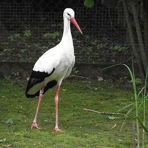 European White Stork - Zooparc de Beauval - 05/2021