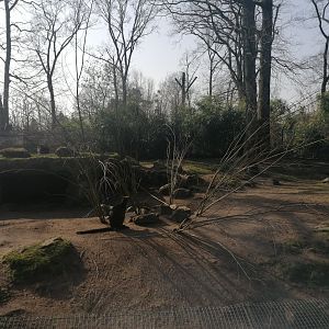 Swamp Wallaby Browse enrichment (?)