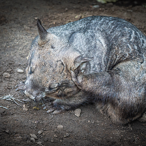 Matilba the female Southern Hairy-nosed Wombat