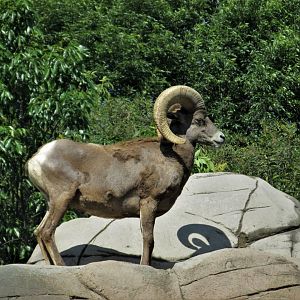 mexican desert bighorn sheep