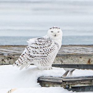 Female Snowy Owl